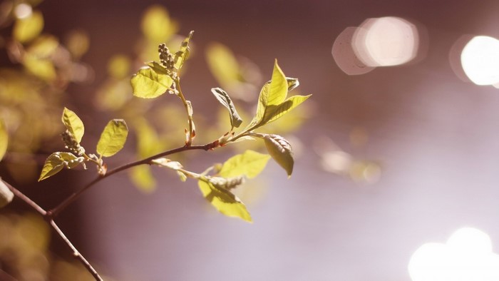 Close up of a branch with young leaves and buds