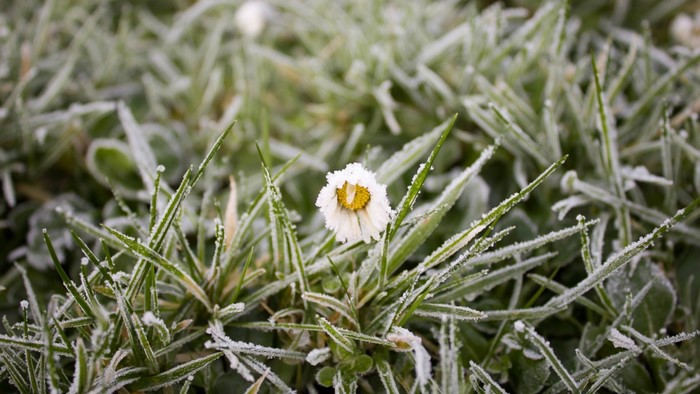A single daisy covered in frost on a grassy lawn