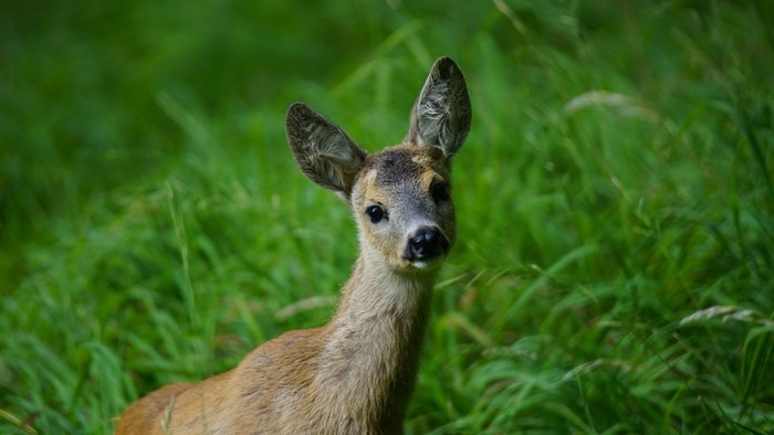 Young deer in tall green grass
