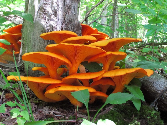 Orange mushrooms growing on a tree trunk in a forest