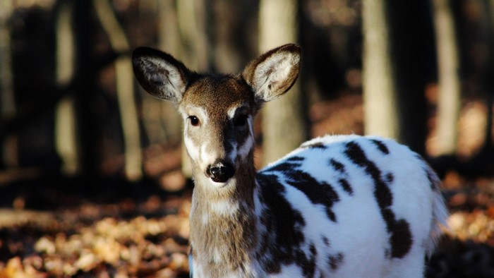 Piebald White-tailed Deer in Forest