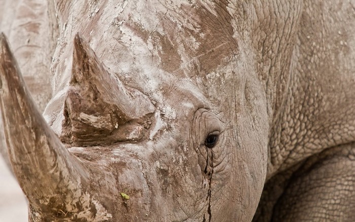Close-up of a White Rhinoceros's head and horn