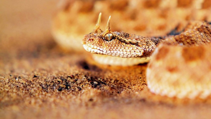 Close up of a horned viper snake on sand