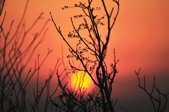 Silhouette of branches against a sunset sky