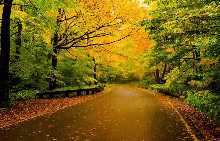 Autumn road through a forest with colorful trees