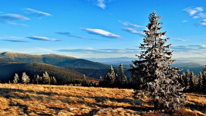 Snow-covered spruce tree in a mountain landscape