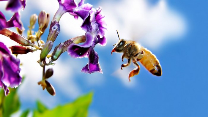 Bee approaching purple flower against blue sky