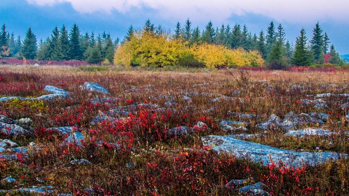 Autumn landscape with pine forest and rocky meadow