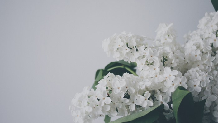 Close-up of white lilac flowers with green leaves