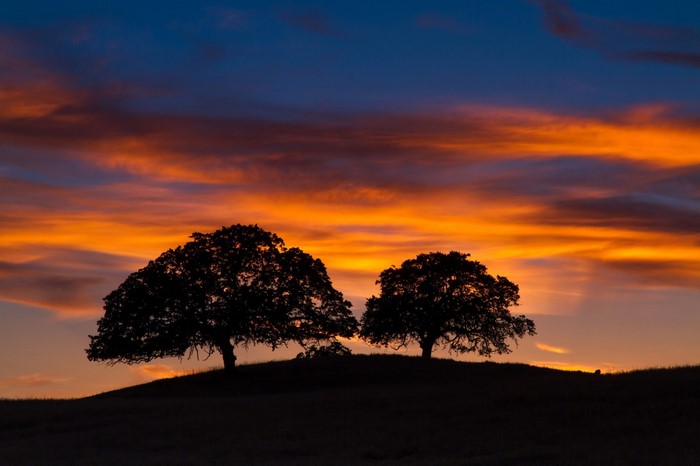 Two silhouetted trees on a hill at sunset