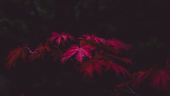 Red maple leaves in darkness