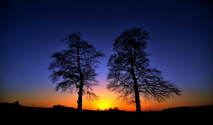 Silhouettes of two trees against a sunset sky