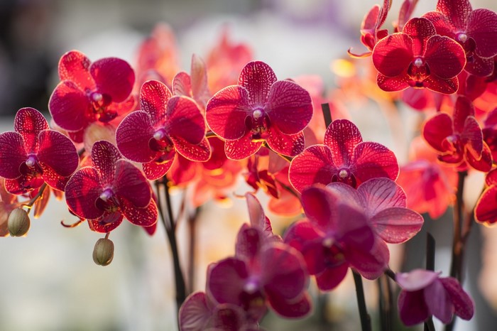 Close-up of red and pink orchids in bloom