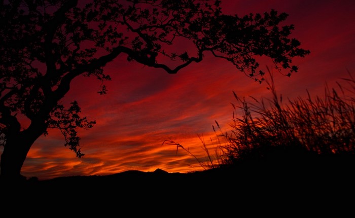 Silhouette of a tree and grass against a dramatic sunset sky