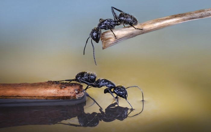 Two ants on branches over water