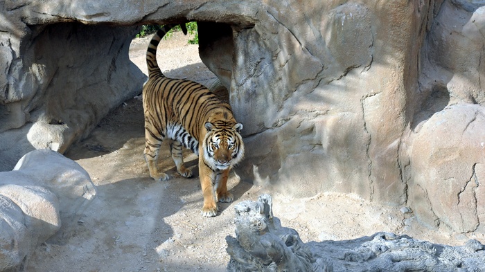 Tiger walking out of a cave