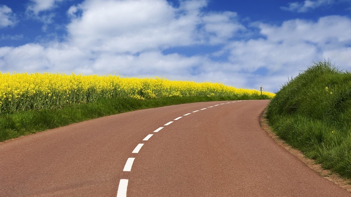 Road through a field of yellow flowers under a blue sky
