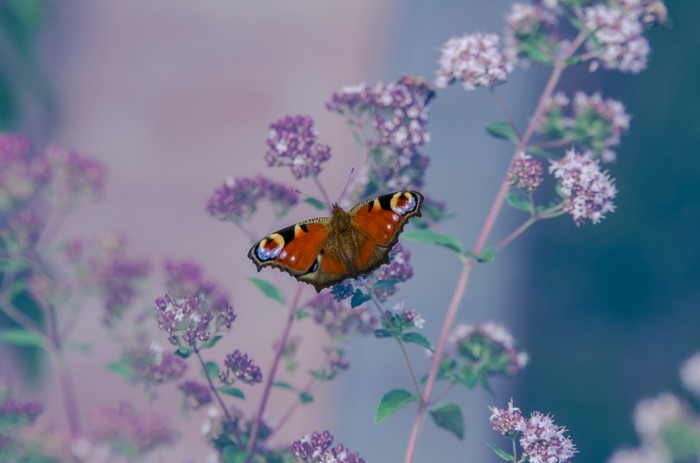 Peacock butterfly on purple flowers