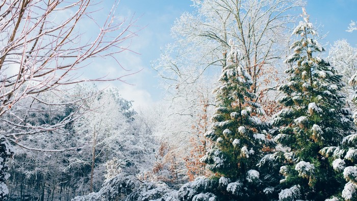 Snow-covered trees in a winter forest