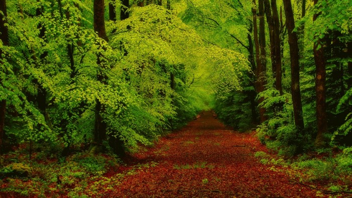 Sunlit Forest Path Surrounded by Greenery