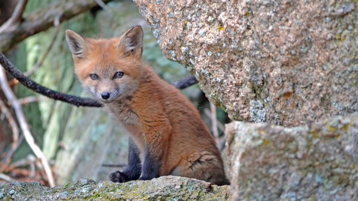 A young red fox kit sits on rocks near a tree branch.