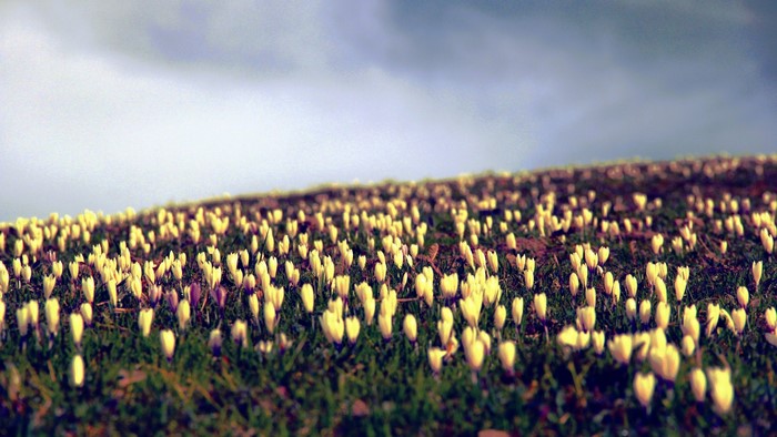 Field of yellow crocuses under a cloudy sky