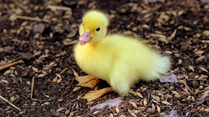 A fluffy yellow duckling on the ground