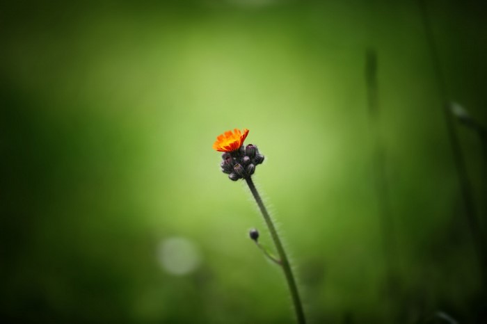 Orange flower with buds on a stem