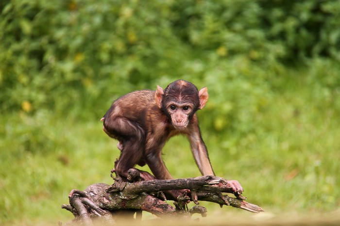 A young monkey perched on a branch in a forest