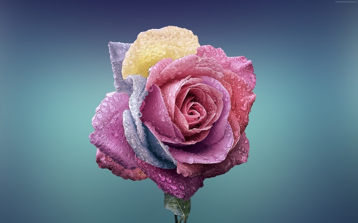 Multi-colored rose with water droplets, 4K