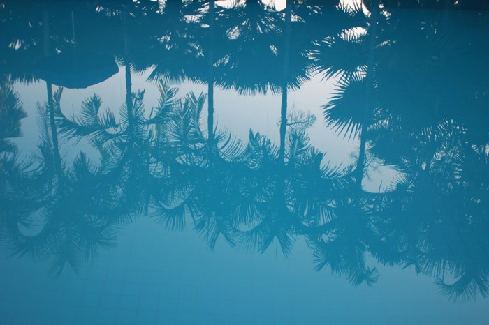 Reflection of palm trees in blue water