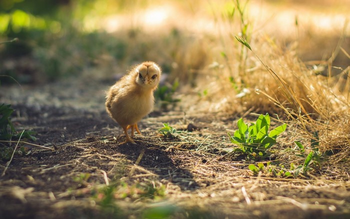 A fluffy chick stands on the ground in nature