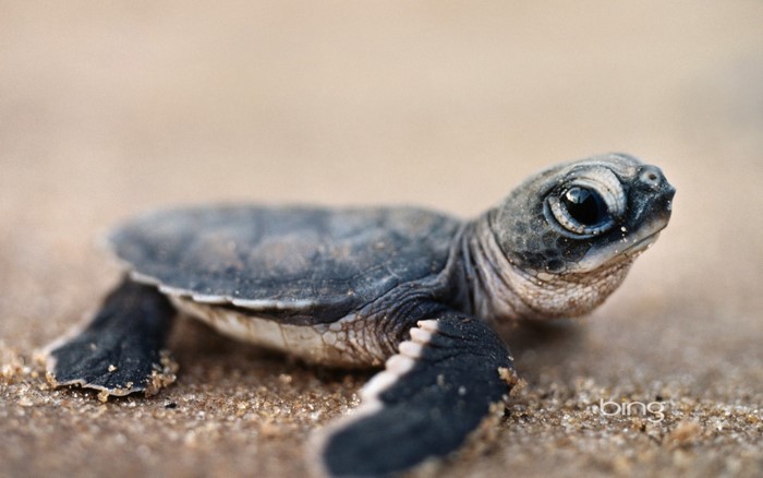 Baby sea turtle on sandy beach