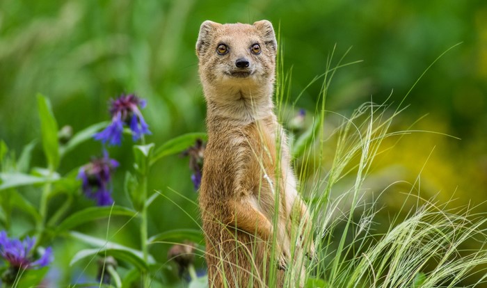 A yellow mongoose stands alert in tall green grass with purple flowers.