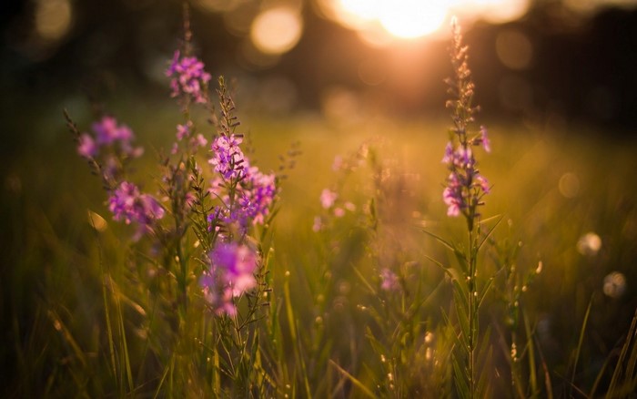 Purple wildflowers in the meadow at sunset