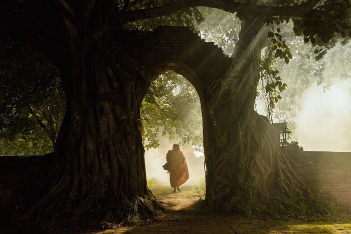 Monk walking through ancient tree archway at sunrise