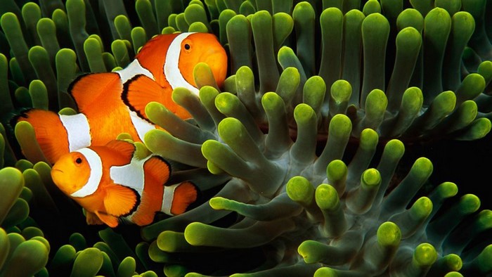 Two clownfish in a sea anemone