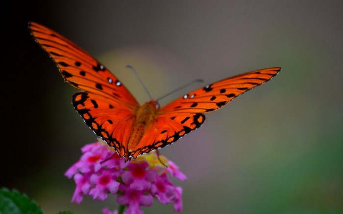 Orange butterfly on pink flowers