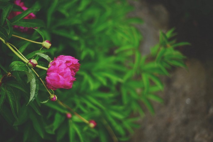 Pink peony flower with water droplets and green leaves