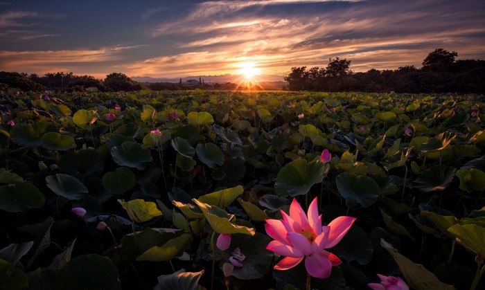 Sunset over a field of lotus flowers