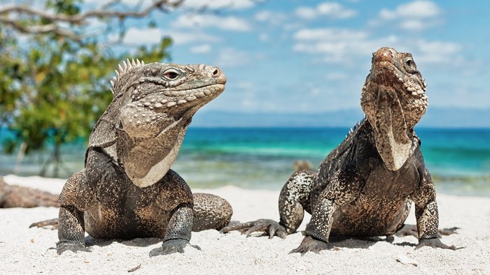 Two iguanas on a sandy beach with the ocean in the background