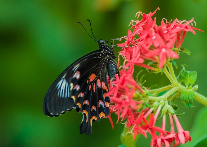 Black butterfly with orange spots on red flowers