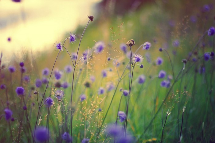 Purple wildflowers in a sunlit meadow