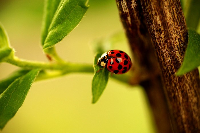 Ladybug on a green leaf with a branch