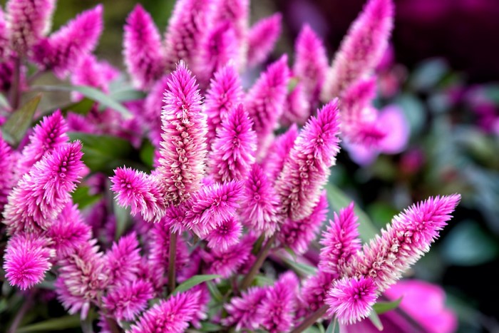 Vibrant Pink Woolflowers in Bloom