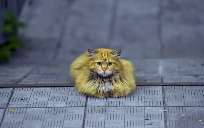 Fluffy orange cat sitting on a tiled surface