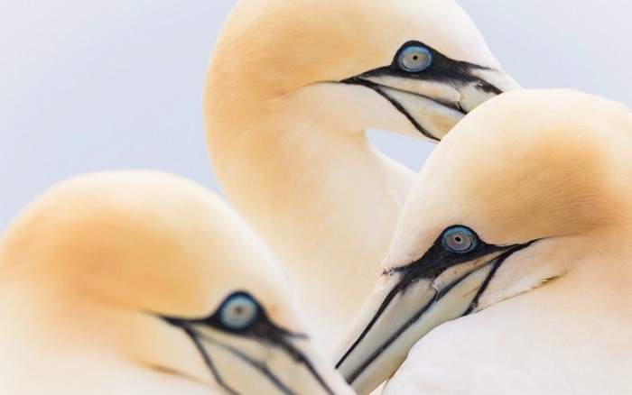 Close up of three Northern Gannets