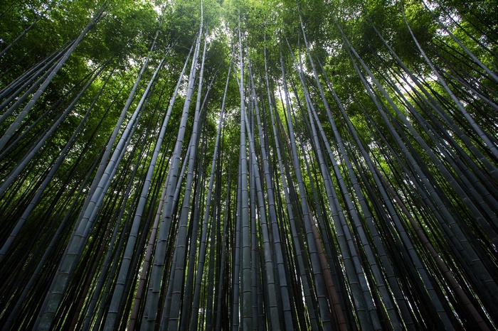 Bamboo forest with green trees
