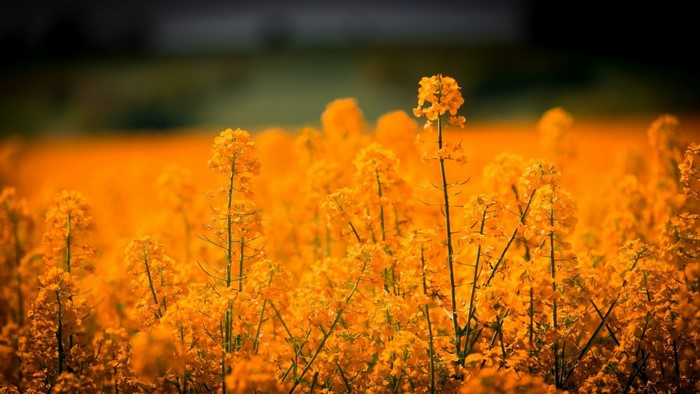Field of yellow rapeseed flowers in sunlight