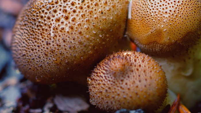 Close up of brown mushrooms with textured caps